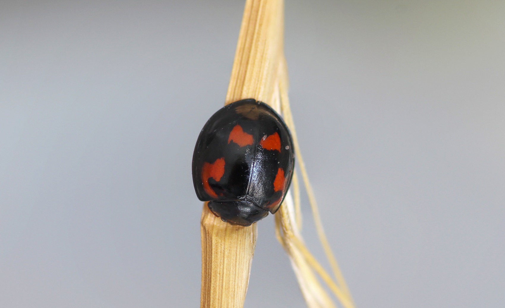 Coccinellidae: Exochomus quadripustulatus